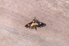Salbia zena
