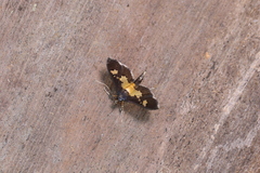 Salbia zena