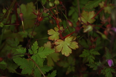 Geranium robertianum