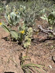 Melanthieae