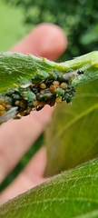 Aphis farinosa