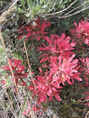 Castilleja angustifolia angustifolia