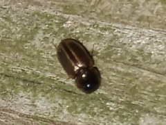 Labarrus cincticulus