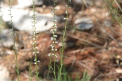 Anarrhinum forskaohlii