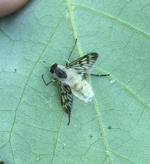 Furia ithacensis