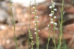 Anarrhinum forskaohlii
