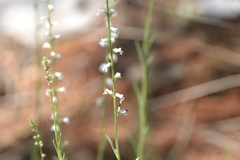 Anarrhinum forskaohlii