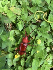 Dicelosternus corallinus