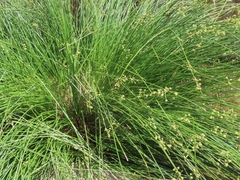 Scirpoides holoschoenus