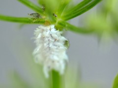 Scymnini
