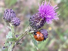 Coccinella septempunctata