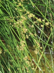 Scirpoides holoschoenus