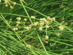 Scirpoides holoschoenus