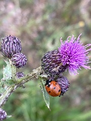 Coccinella septempunctata