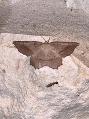 Euchlaena marginaria