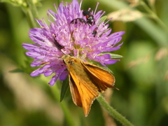 Divales bipustulatus