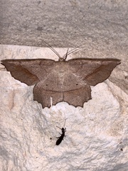 Euchlaena marginaria