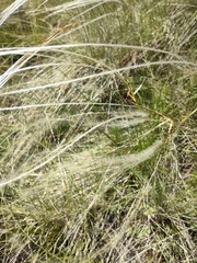 Stipa tirsa