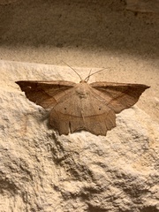 Euchlaena marginaria