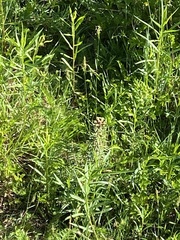 Lysimachia terrestris
