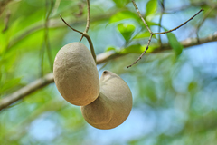 Tabernaemontana donnell-smithii