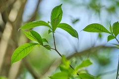 Tabernaemontana donnell-smithii