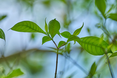 Tabernaemontana donnell-smithii