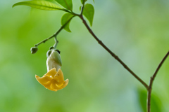 Tabernaemontana donnell-smithii