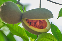 Tabernaemontana donnell-smithii