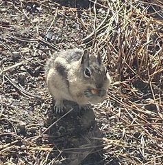 Callospermophilus lateralis lateralis