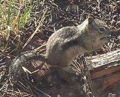 Callospermophilus lateralis lateralis