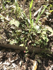 Potentilla hebiichigo