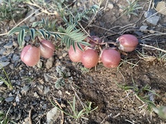 Astragalus chorinensis