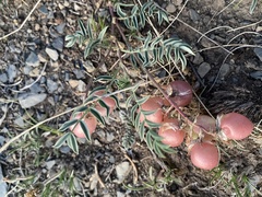 Astragalus chorinensis