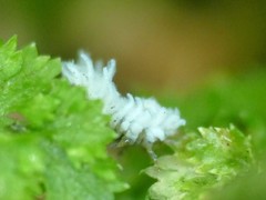 Scymnini