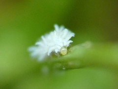 Scymnini