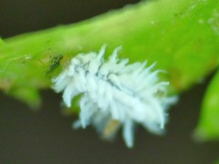 Scymnini