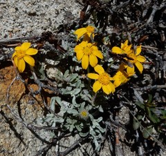 Eriophyllum lanatum integrifolium