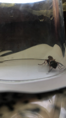 Sceliphron curvatum