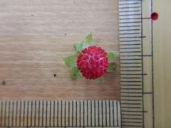 Potentilla hebiichigo