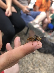 Xylotrechus chinensis