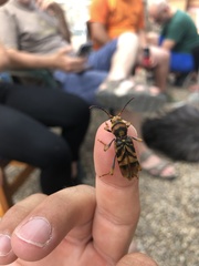 Xylotrechus chinensis