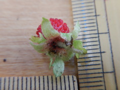 Potentilla hebiichigo