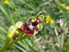 Ophrys insectifera