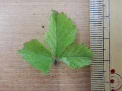 Potentilla hebiichigo