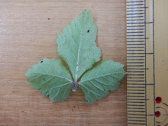 Potentilla hebiichigo
