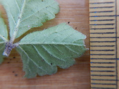 Potentilla hebiichigo
