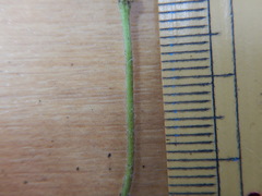 Potentilla hebiichigo