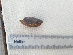 Paraechinus aethiopicus