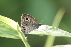 Ypthima stellera